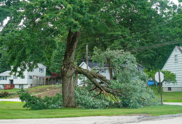 Best Tree Trimming Near Me  in Little Rock, AR